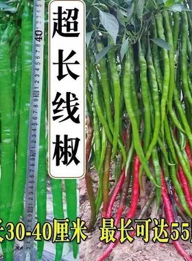高产线椒种子8819线椒种籽长辣椒籽种高产四季蔬菜种孑干鲜俩用