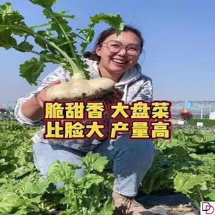 白玉盘菜种籽温州盘菜头可腌制大头菜芥菜种子农家秋蔬菜