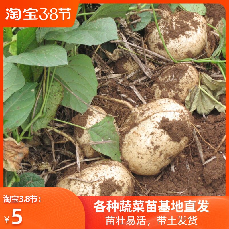 牧马山地瓜种子种籽水果凉薯特大香甜早熟白番薯沙葛土瓜四季四川
