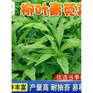 糯米白圆叶苋菜种子新籽