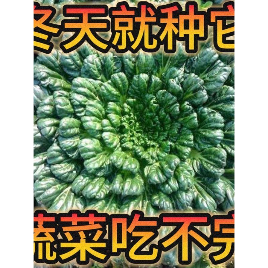 乌塌菜菜种子耐寒黑心乌塌菜籽菊花心乌塔菜种籽正品秋冬青菜蔬A