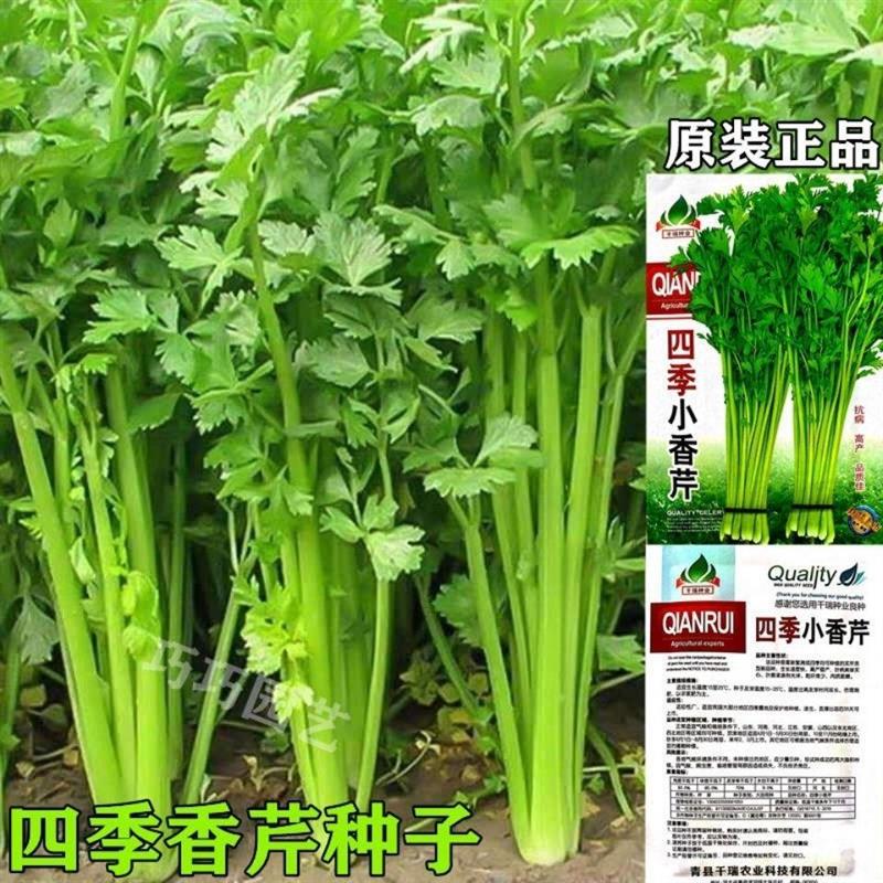 芹菜种子四季小香芹种子