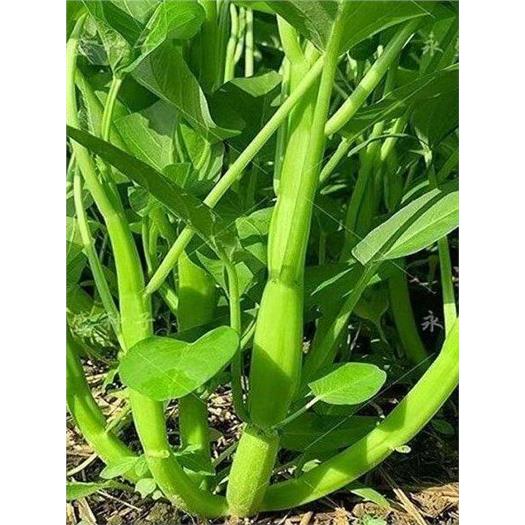 三叉空心菜种籽通心菜种子四季高产易种阳台盆栽大叶青菜种子A