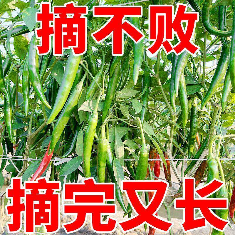 【摘不败】美人椒种子阳台花卉盆栽红尖椒籽四季种植辣椒树苗种籽