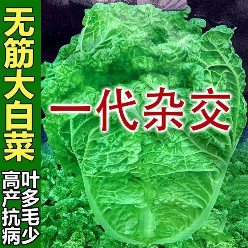 无筋大白菜200天春夏秋冬播高产大白菜种子多叶包心火锅白菜新种