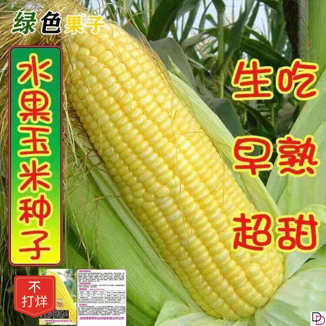 水果玉米种子高产早熟大棒生吃甜脆多汁玉米四季播盆栽田园糯玉米
