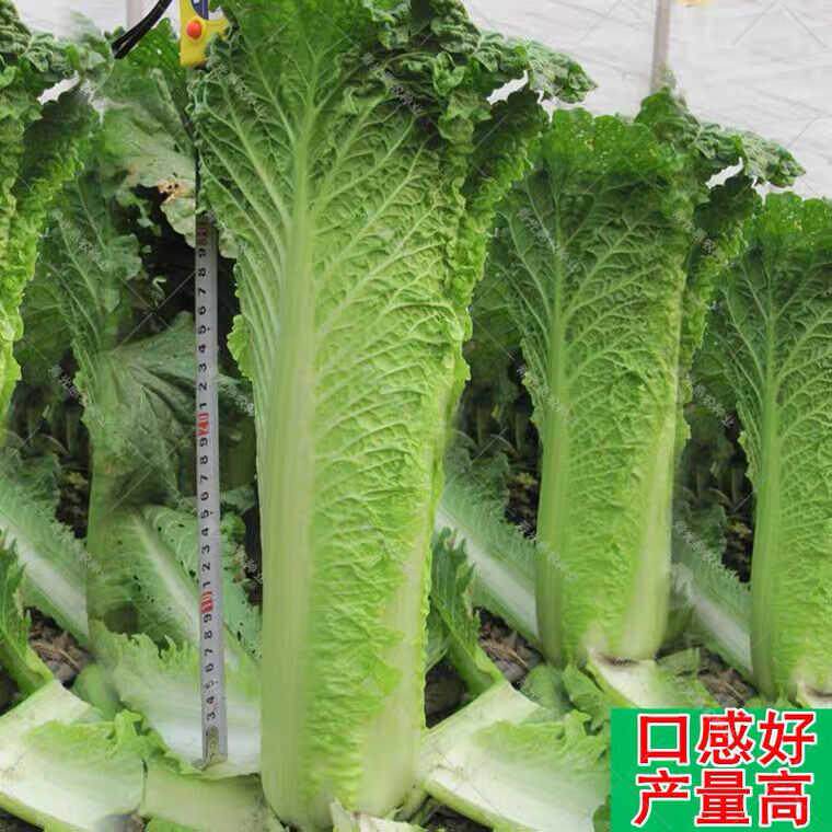 津青7号青麻叶大白菜青口