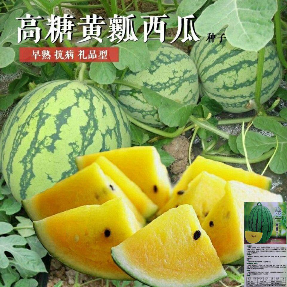 超甜黄金宝西瓜种子绿皮黄瓤黄心礼品西瓜种籽四季播庭院蔬果种子