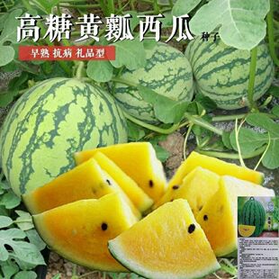 超甜黄金宝西瓜种子绿皮黄瓤黄心礼品西瓜种籽四季播庭院蔬果种子
