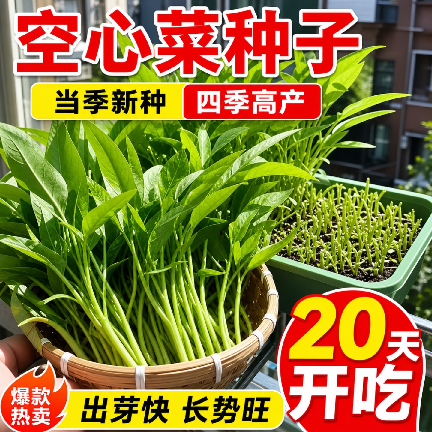 四季高产耐热速生三叉空心菜种子