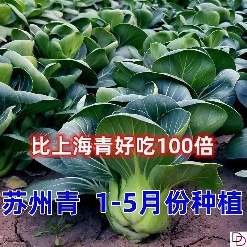 黑大头菜籽青菜种子原装