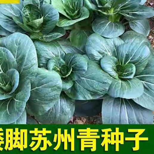苏州青种子黑叶矮脚黑大