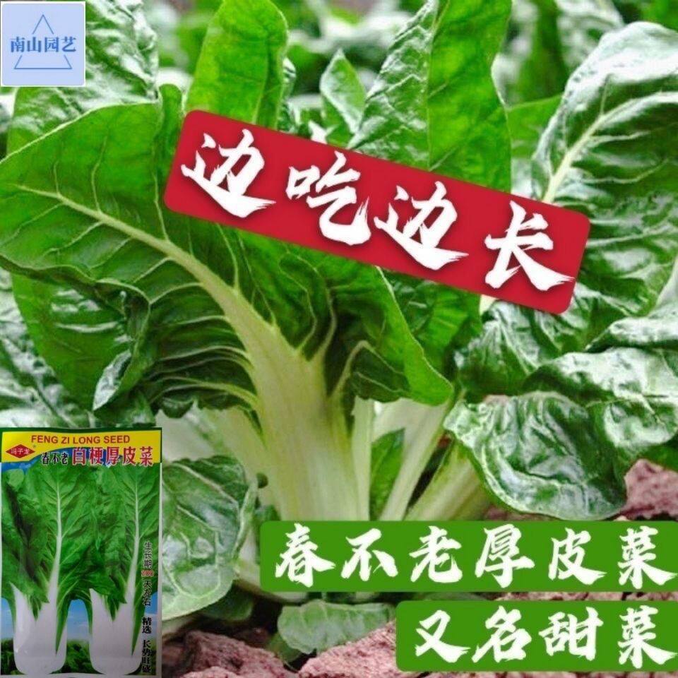 牛皮种子高产甜菜菜种籽蔬菜