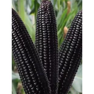 黑甜糯玉米种子甜糯黑珍珠早熟80天耐高温高产大棒黑糯玉米种子A