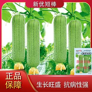 湘妹子新优短棒丝瓜种子早中熟微皱短圆筒形丝瓜原装正品高产新种