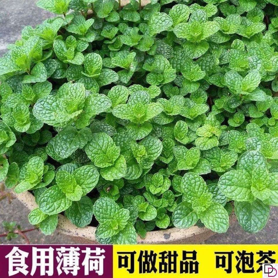 可食用薄荷种子盆栽四季