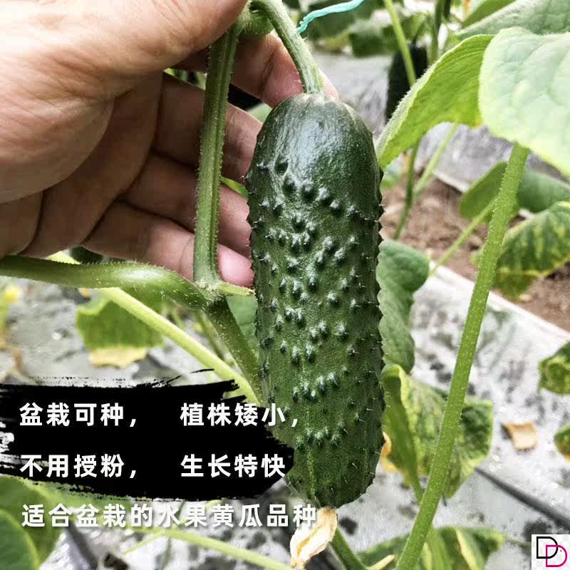 新品玛莎小水果黄瓜种籽