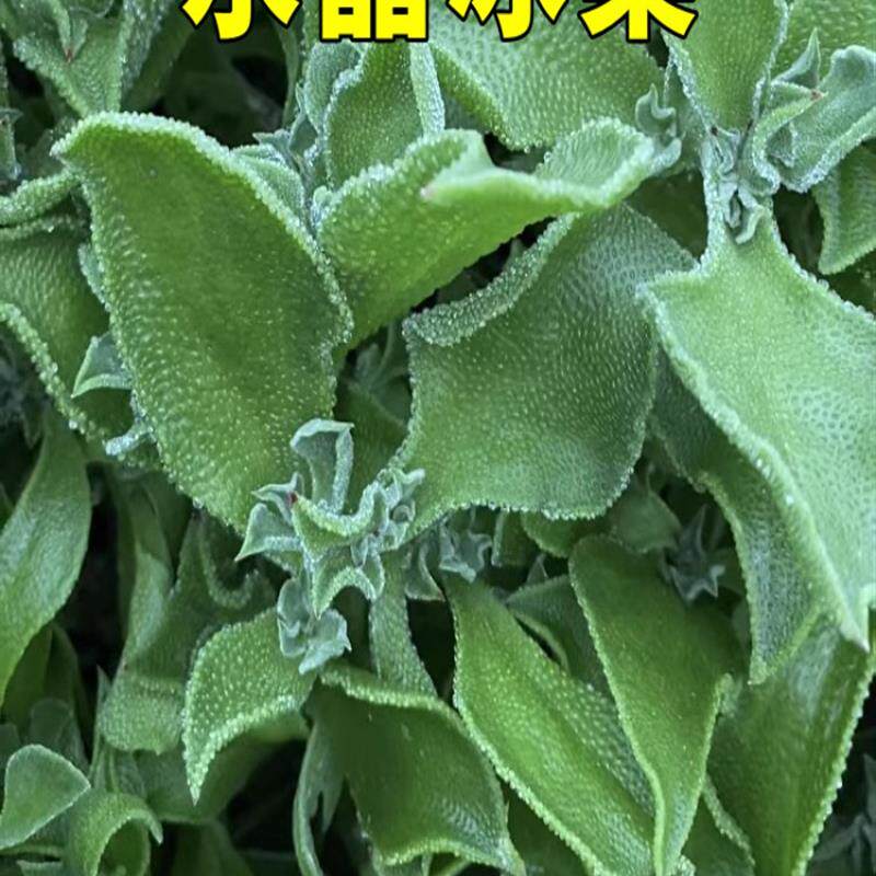 冰菜种籽冰草种子带冰的菜种沙拉