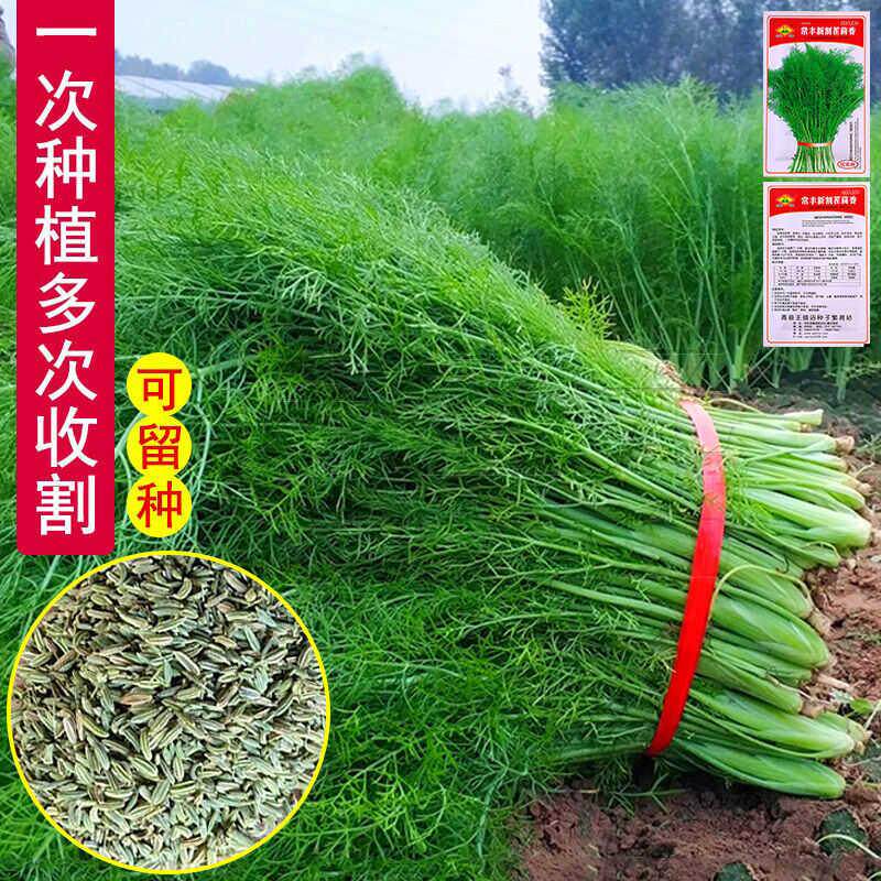 茴香种子多次采收割茬小
