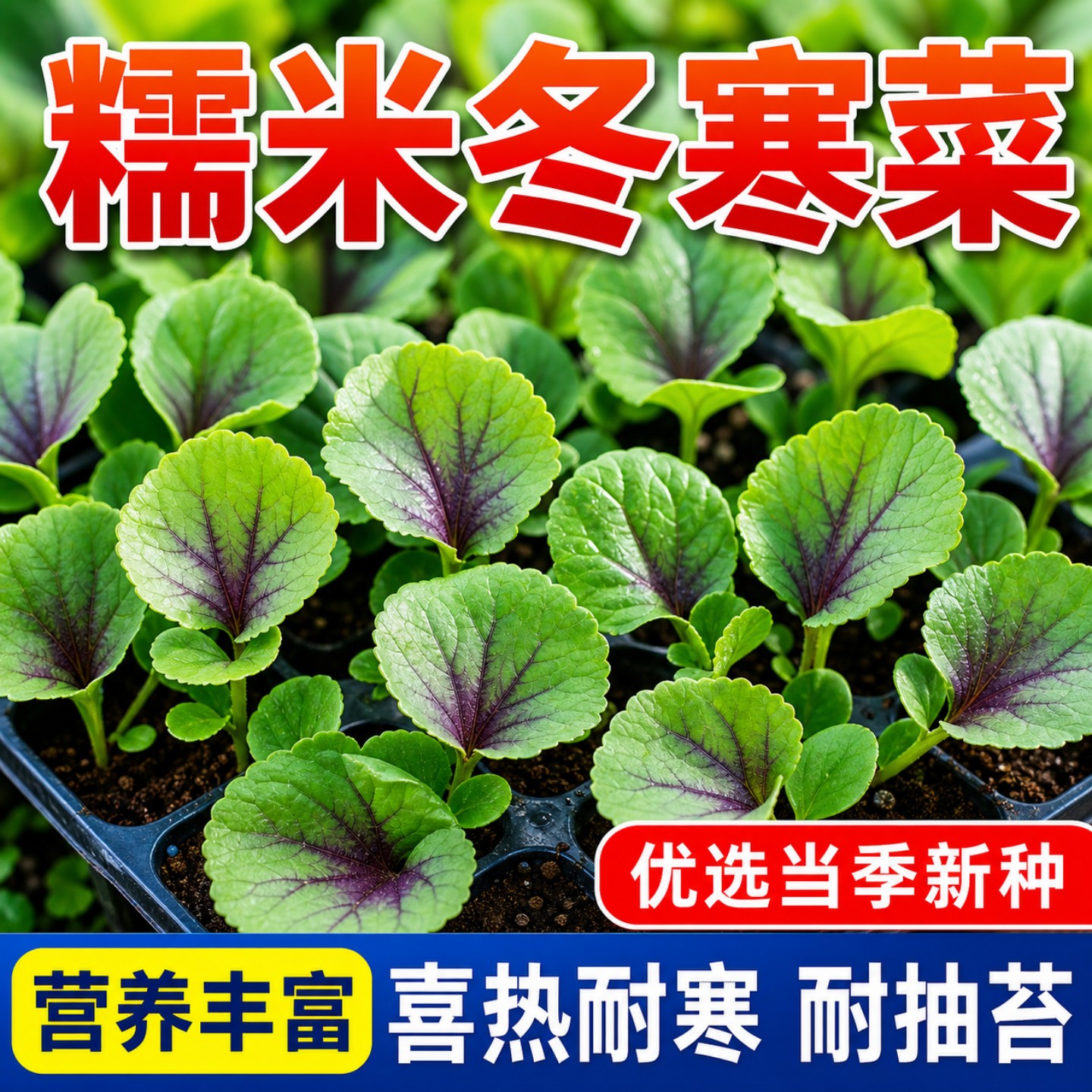 糯米冬寒菜种子春秋播耐热易种植