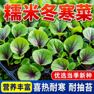 糯米冬寒菜种子春秋播耐热易种植