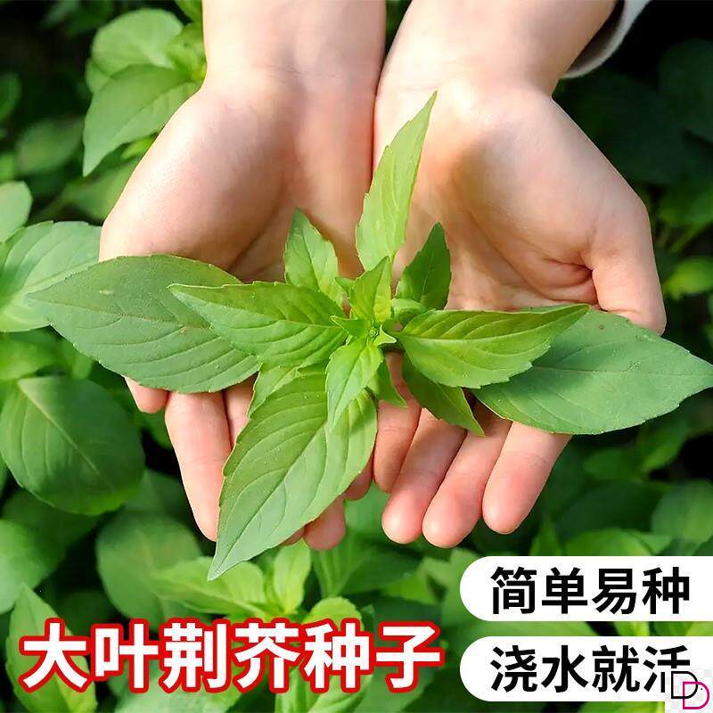 荆芥菜种籽河南大叶荆棘