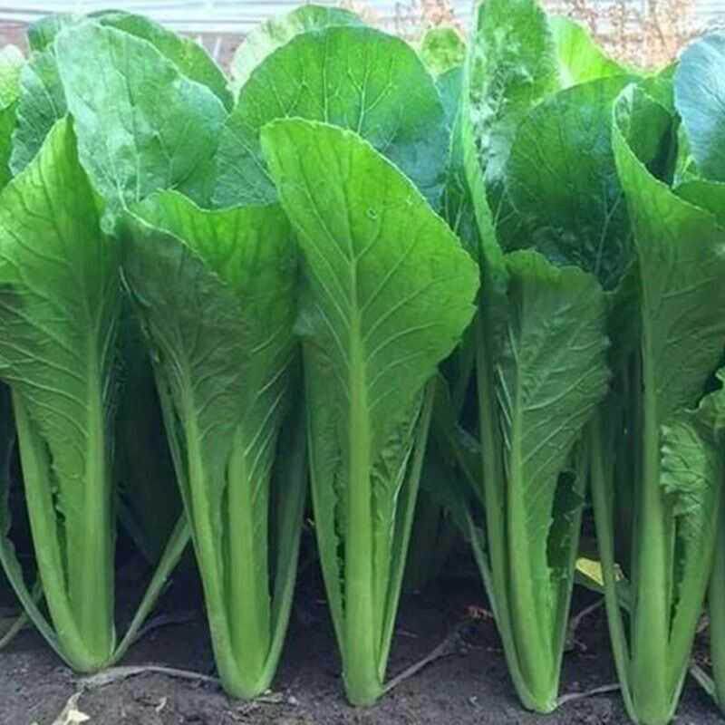 四季潮汕揭阳大叶春菜种子 老品种春竹芥菜种子蔬菜种子菜籽芥菜A