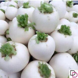 四川春不老萝卜种子 圆白萝卜秋冬种植 蔬菜种子 球形白萝卜种子