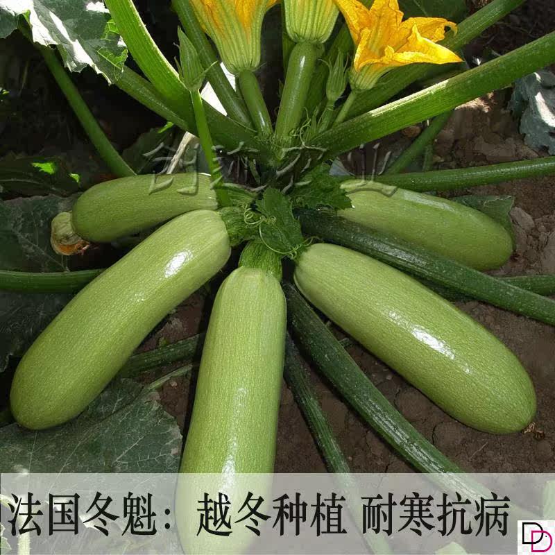 西葫芦种子春秋冬季种植耐寒抗病蔬菜种孑高产易种植盆栽葫芦种。