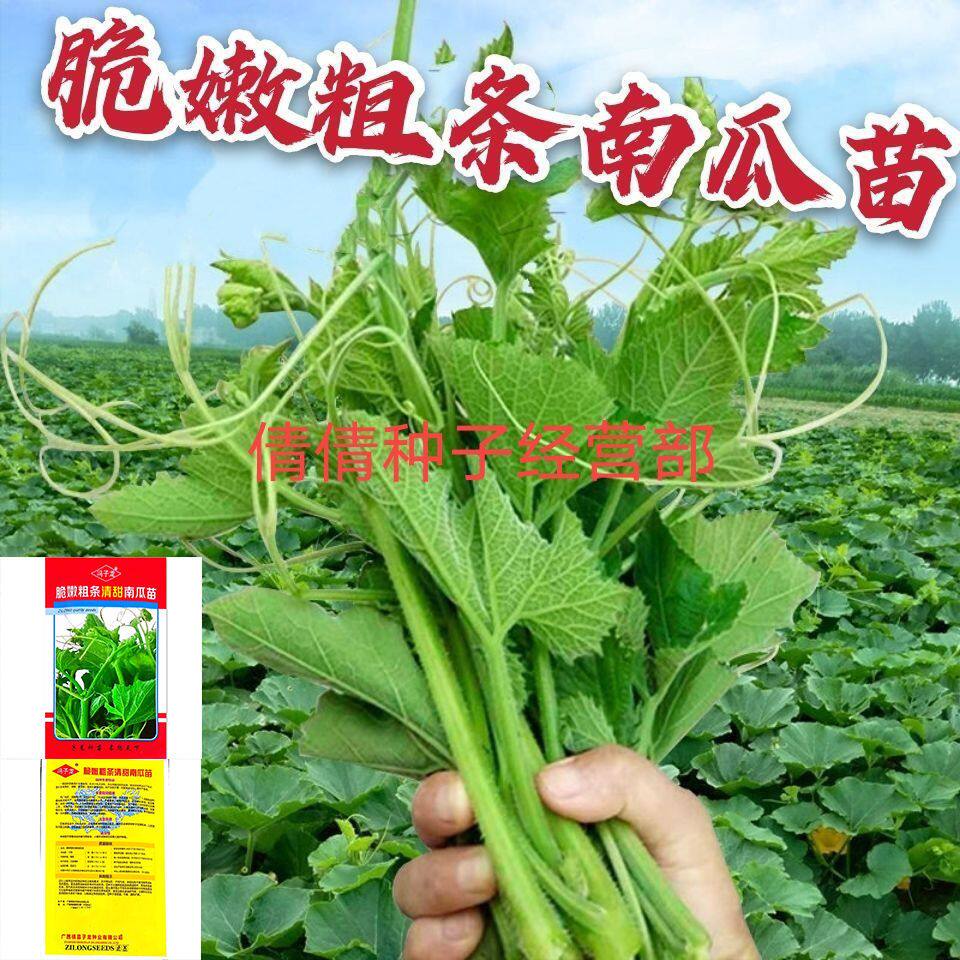 南瓜尖种子籽南瓜苗南瓜藤种子茎食用专吃藤茎嫩叶蔬菜种孑菜园种