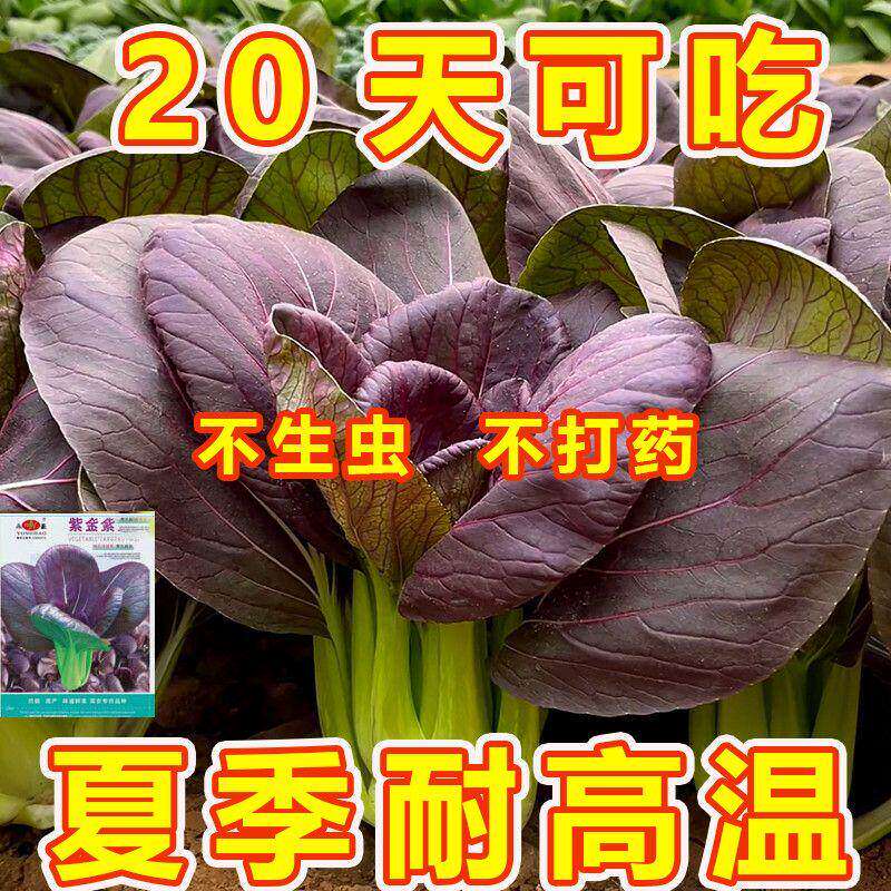 超耐热紫罗兰紫油菜种籽