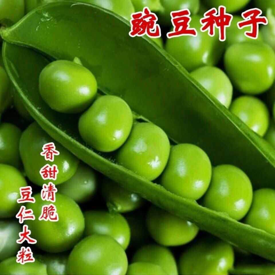 豌豆种子吃壳肉超甜水果