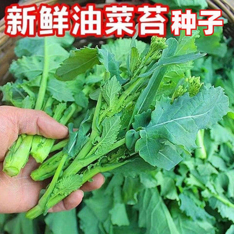 新品油菜苔种子四季蔬菜抽苔油菜心种籽绿叶菜菜薹油抽心油菜种籽