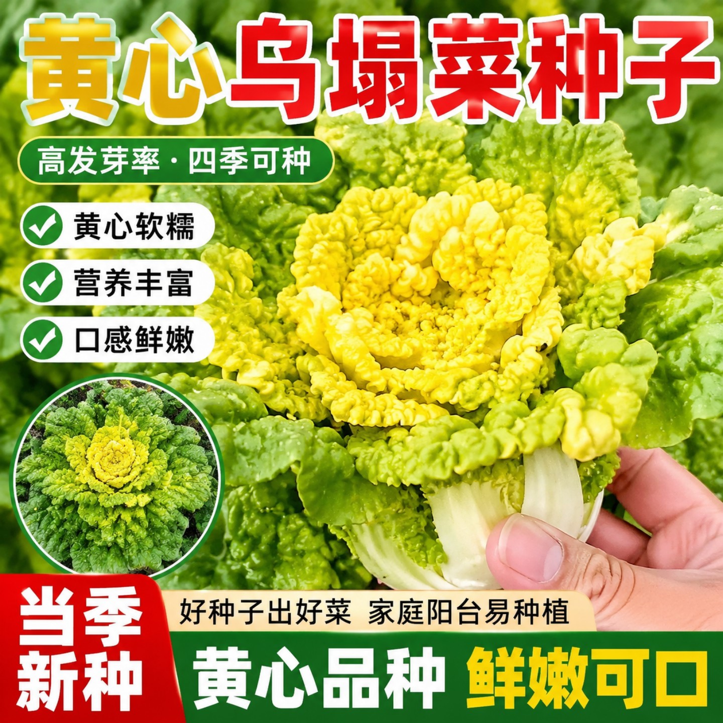 黄心乌塌菜种子耐寒早熟庭院易种