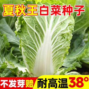 夏阳大白菜种子夏天种的菜50天早熟抗热耐高温夏季蔬菜种籽孑盆栽