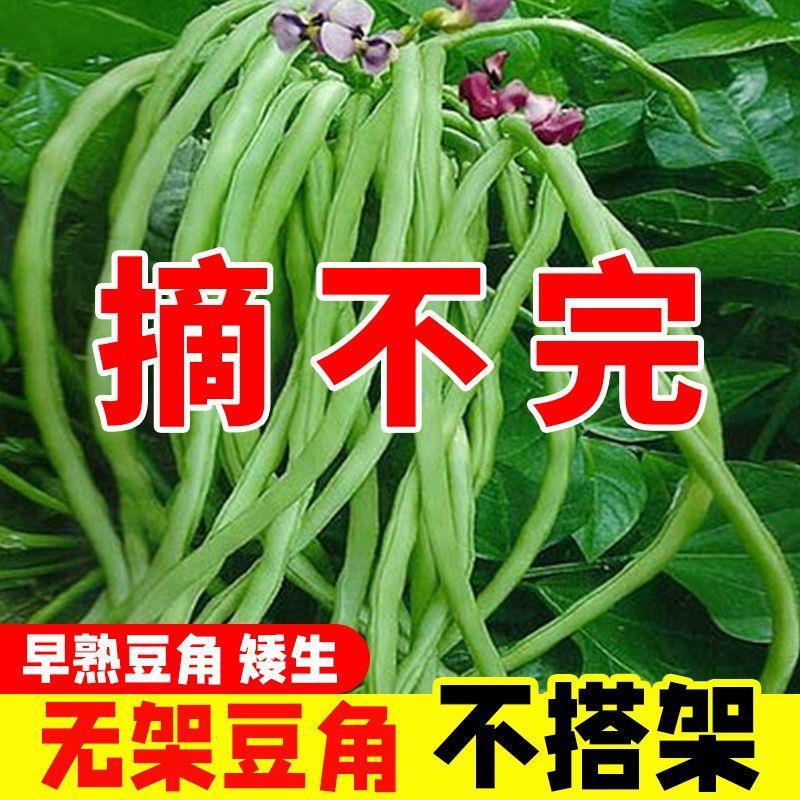 摘不完无架长豆角种子满地