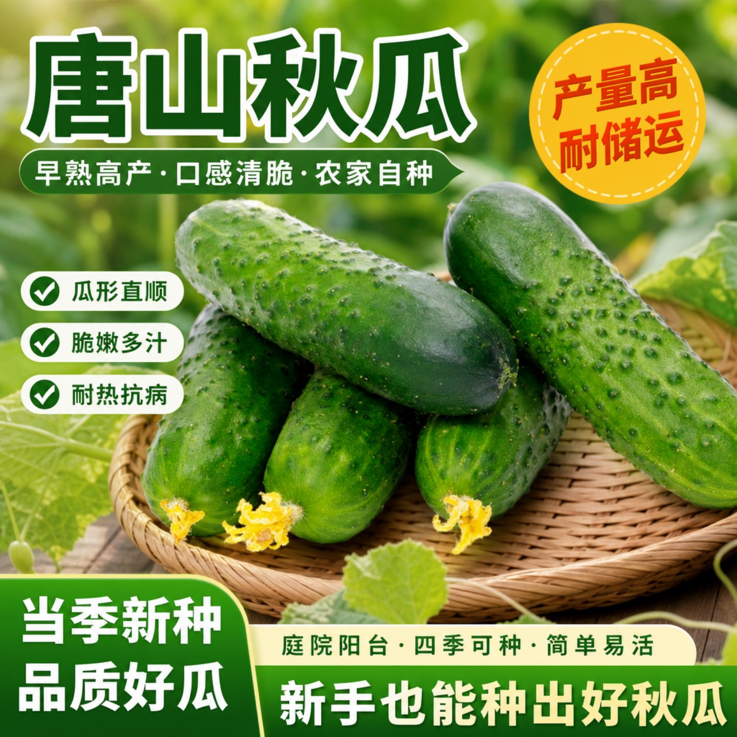 唐山秋瓜种子春秋播高产抗病甜脆