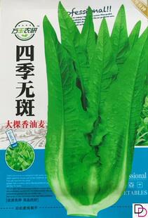 大棵米香油麦菜种子四季播青菜种籽阳台菜籽盆栽籽种农家春秋种孑