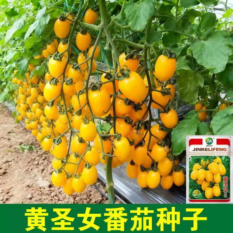 黄圣女番茄种子樱桃番茄种子小西红柿圣女果春夏四季蔬菜超甜易A