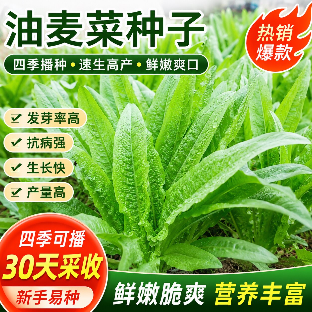 油麦菜种子四季大叶耐热油麦菜农家阳台盆栽苦菜大青菜蔬菜种籽子