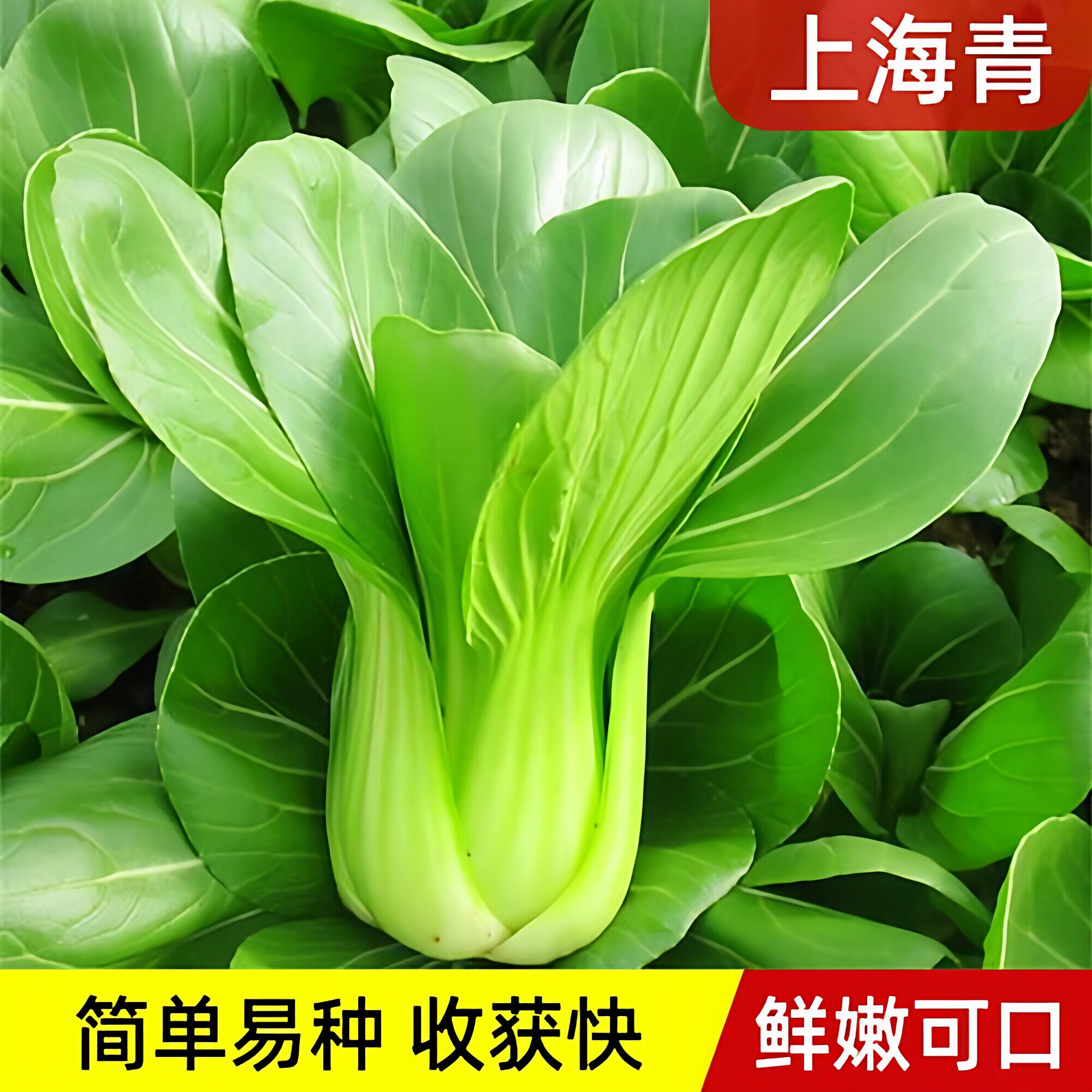 苏州青种子精品黑叶矮脚上海青种籽大全黑大头矮箕小白菜四季种植