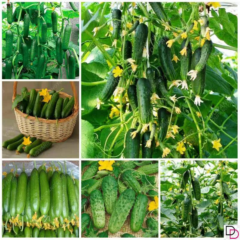 水果黄瓜种子摘不败节节瓜小黄瓜地栽阳台盆栽四季播种蔬菜种子