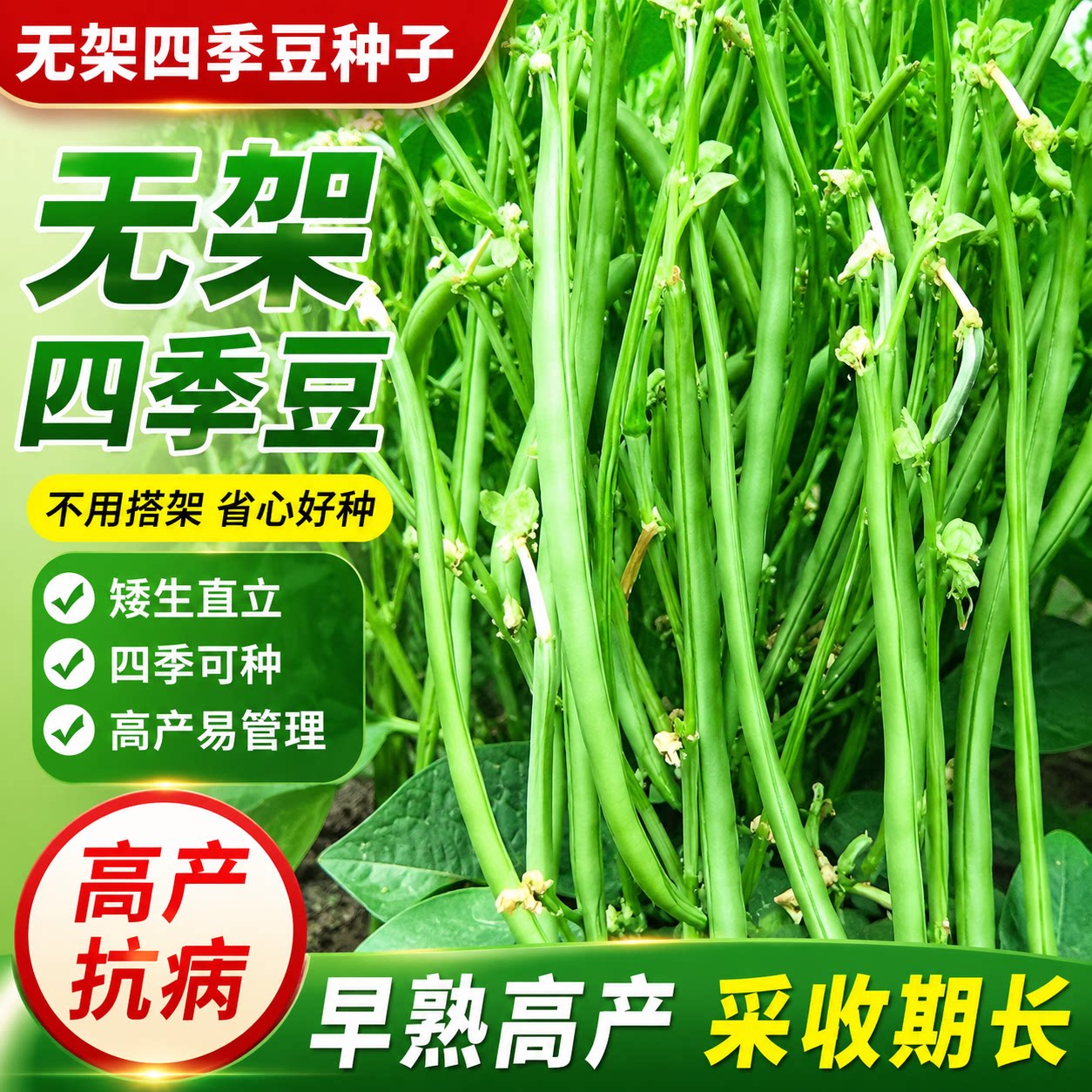 无架四季豆种子不搭架爬满地高产免搭架四季豆豆角春秋菜矮生种籽