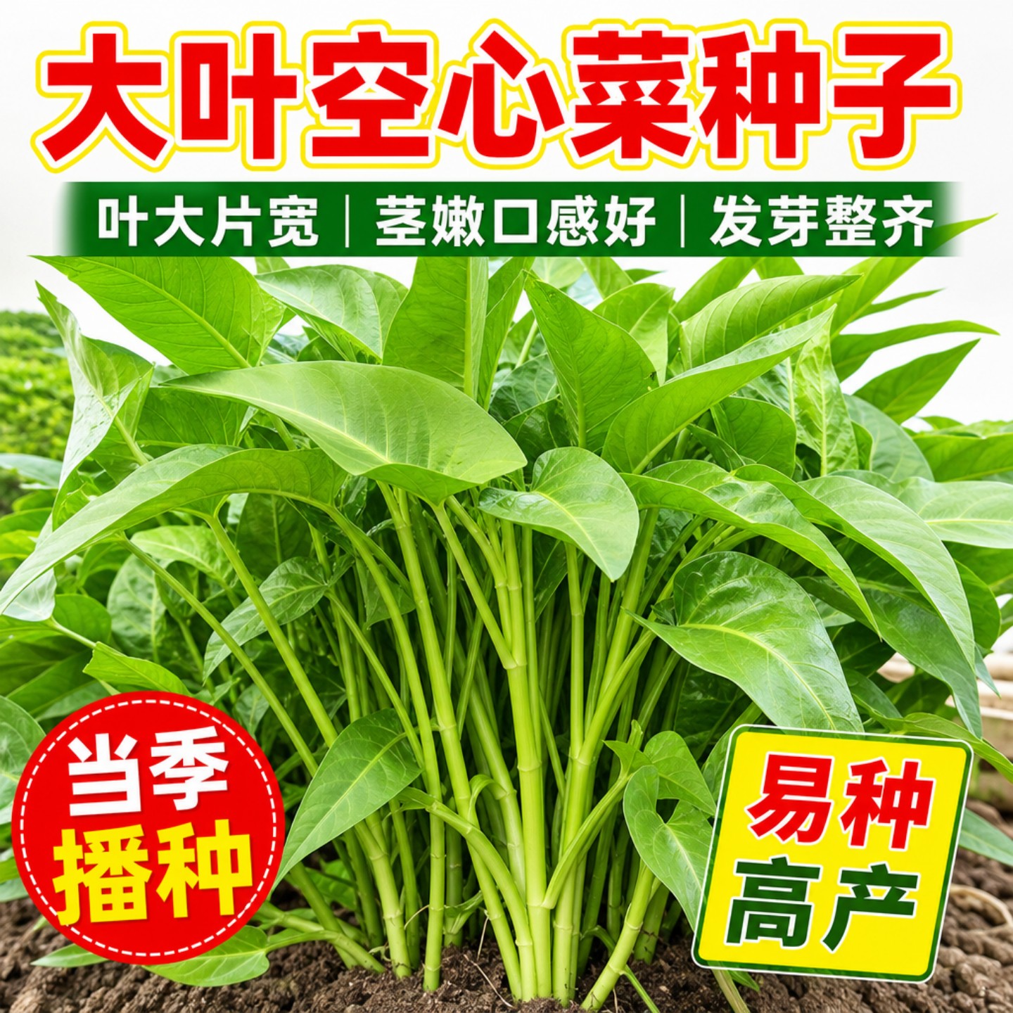 四季大叶空心菜种子阳台盆栽耐热