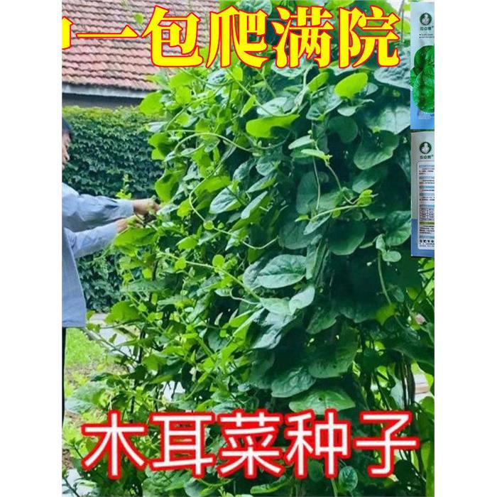 大叶木耳菜种子四季种速