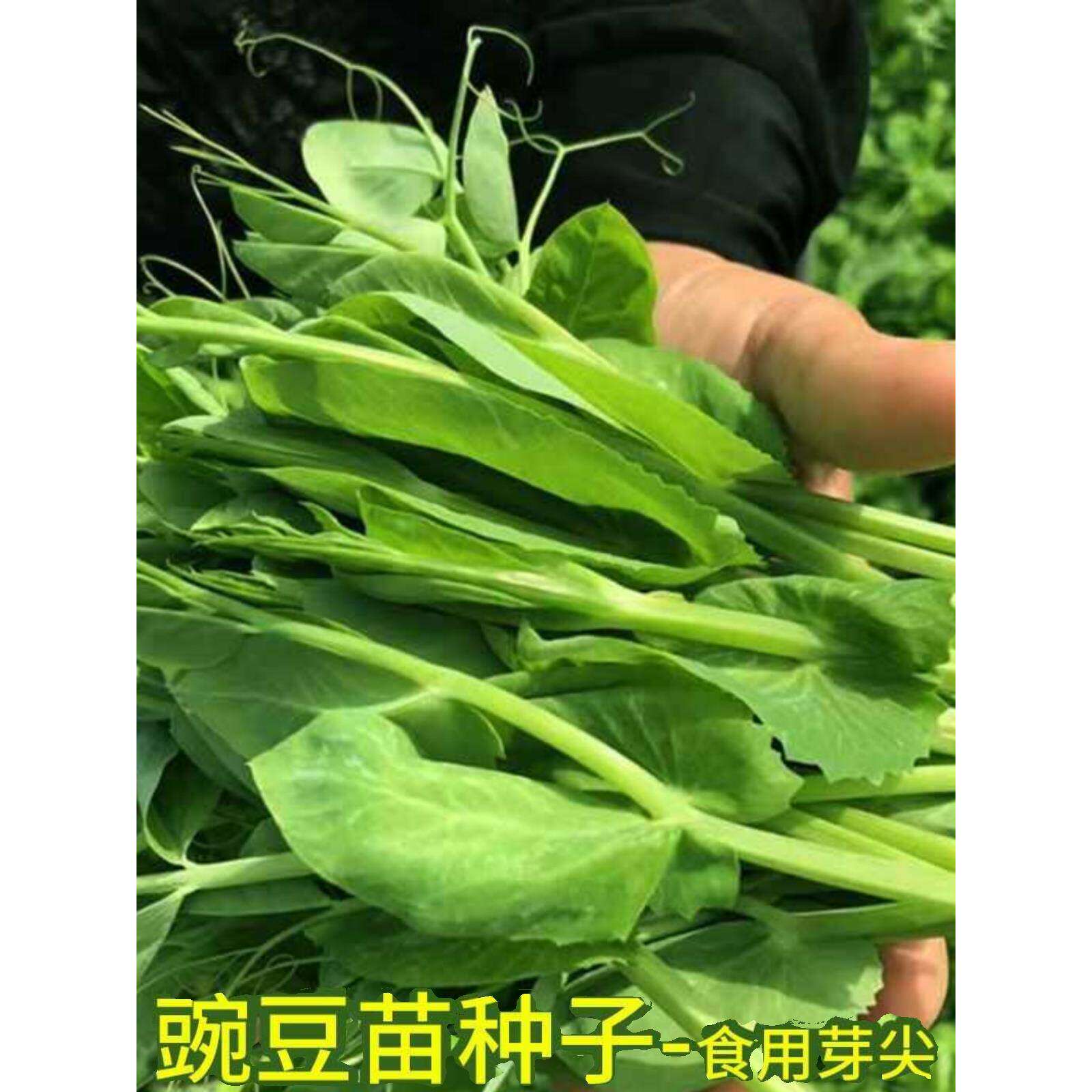 无须豌豆苗种子特大尖苗