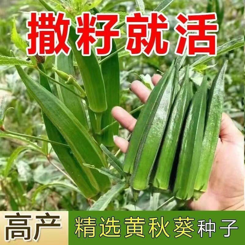四季黄秋葵种子水果秋葵种籽家庭阳台盆栽春秋四季红秋葵蔬菜种孑