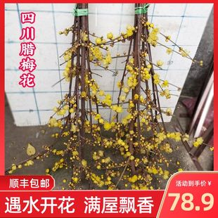 顺丰腊梅鲜花带花苞室内外水培植物粗枝鲜切花卉珍年宵花四川干枝
