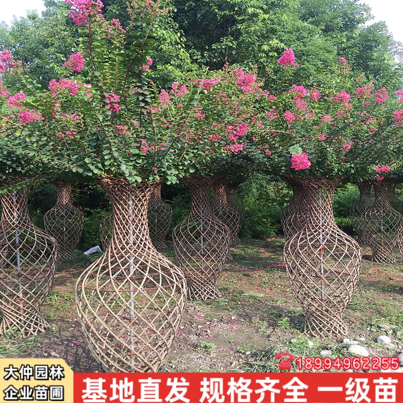 高档紫薇造型花瓶紫薇编织葫芦柱海棠花瓶别墅庭院造型树风景树苗