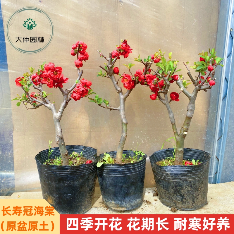 海棠花盆栽老桩长寿冠海棠四季海棠带造型耐寒耐热好养活花卉绿植